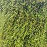 Muehlenbeckia complexa