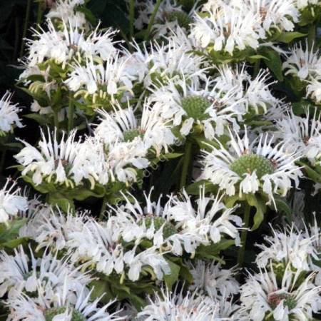Monarda 'Blanc Comme Neige' - Bergamote fistuleuse blanche