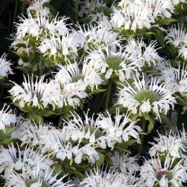 Monarda 'Blanc Comme Neige' - Bergamote fistuleuse blanche Monarda 'Blanc Comme Neige' - Bergamote fistuleuse blanche