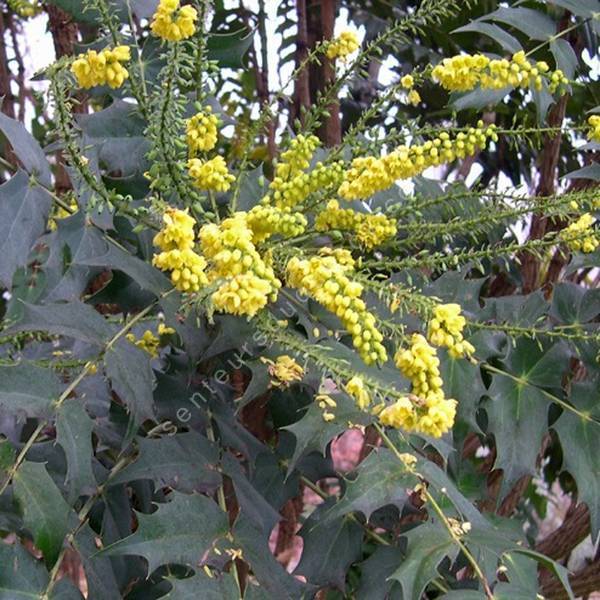 Mahonia x media 'Charity'