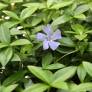 Vinca minor 'Grüner Teppich' - Petite pervenche tapis vert
