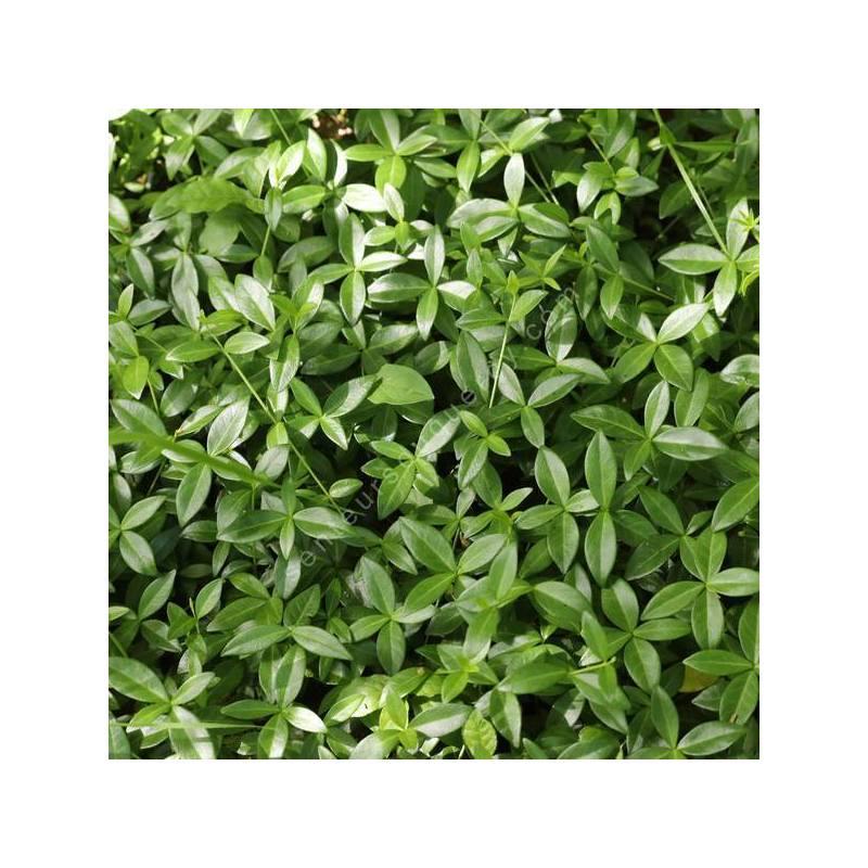Vinca minor 'Grüner Teppich' - Petite pervenche tapis vert