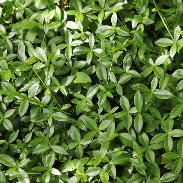 Vinca minor 'Grüner Teppich' - Petite pervenche tapis vert Vinca minor 'Grüner Teppich' - Petite pervenche tapis vert
