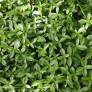 Vinca minor 'Grüner Teppich' - Petite pervenche tapis vert