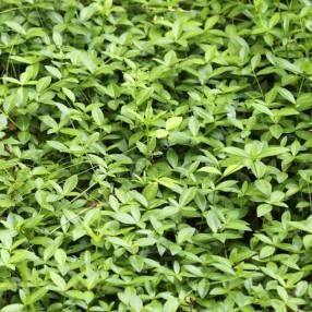Vinca minor 'Grüner Teppich' - Petite pervenche tapis vert