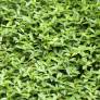 Vinca minor 'Grüner Teppich' - Petite pervenche tapis vert