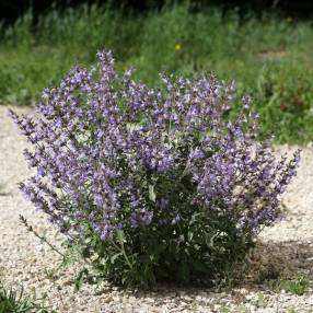 Salvia 'Escamps' - Sauge