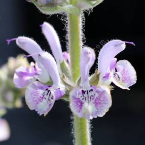 Salvia indica x moorcroftiana