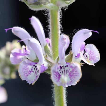 Salvia indica x moorcroftiana