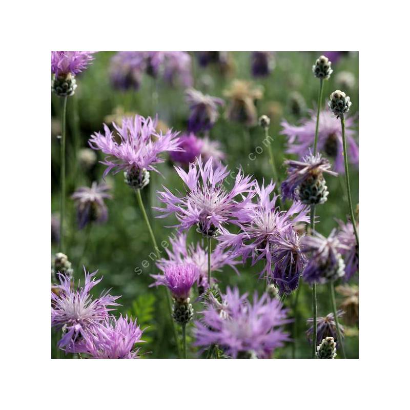 Centaurea bella - Centaurée Elégante