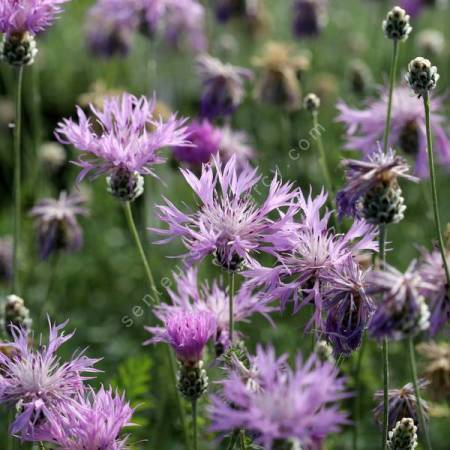 Centaurea bella - Centaurée Elégante