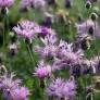 Centaurea bella - Centaurée Elégante