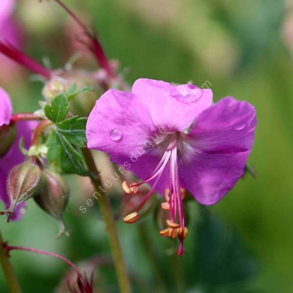 Geranium x cantabrigiense 'Berggarten' - Géranium vivace Geranium x cantabrigiense 'Berggarten' - Géranium vivace