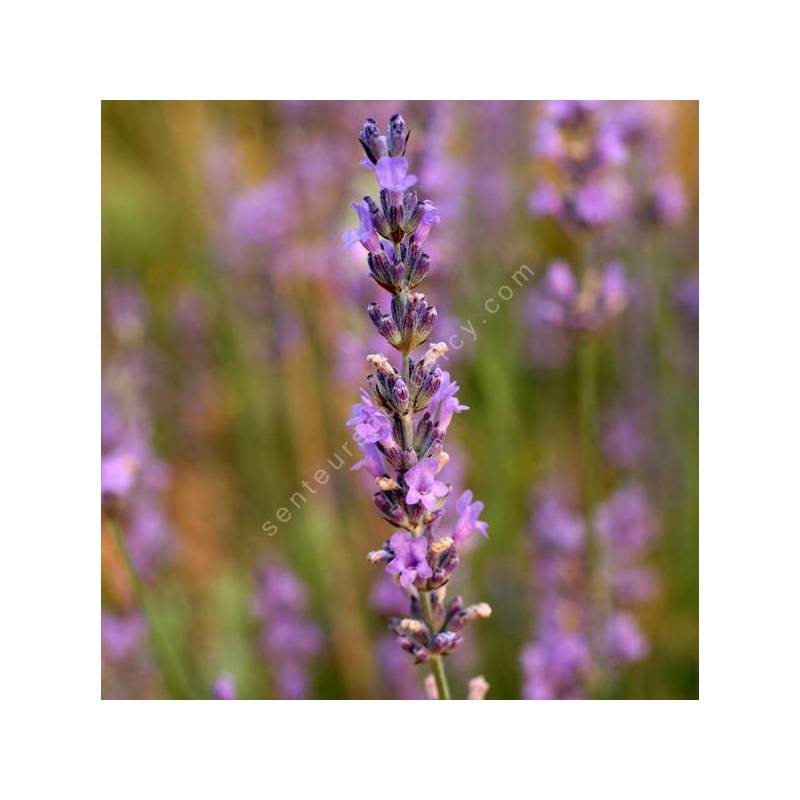 Lavandula x intermedia 'Seal' - Lavandin