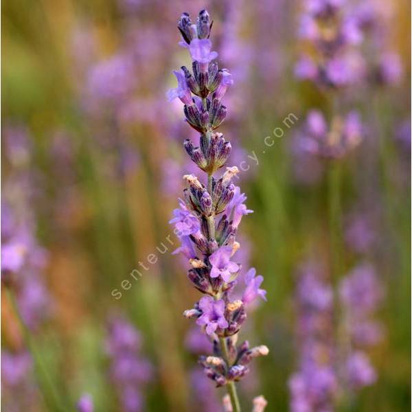 Lavandula x intermedia 'Seal' - Lavandin Lavandula x intermedia 'Seal' - Lavandin