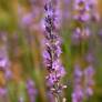 Lavandula x intermedia 'Seal' - Lavandin