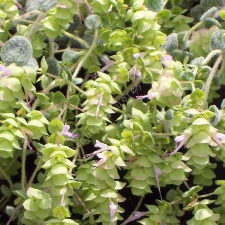 Origanum dictamnus - Dictame de Crète