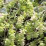 Origanum dictamnus - Dictame de Crète