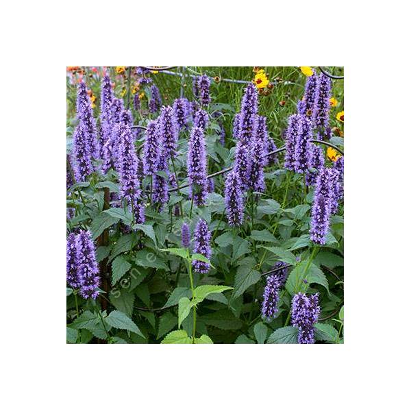 Agastache 'Black Adder' - Agastache à odeur de fenouil Agastache 'Black Adder' - Agastache à odeur de fenouil