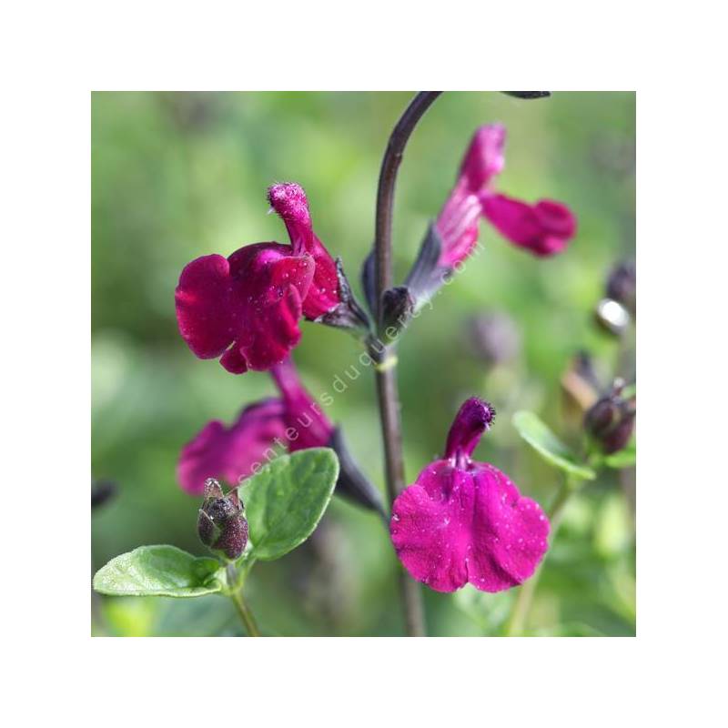 Salvia 'Viola's Darling' - Sauge arbustive magenta et pourpre