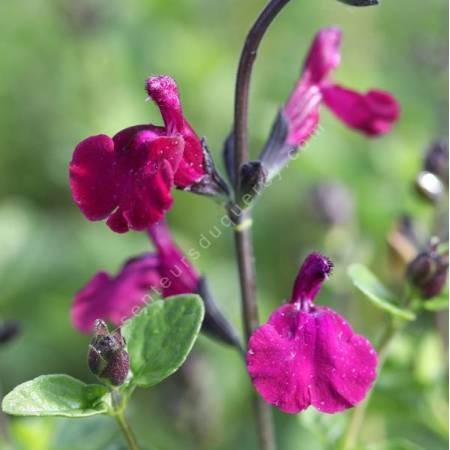 Salvia 'Viola's Darling' - Sauge arbustive magenta et pourpre
