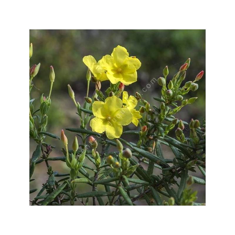 Cistus calycinus - Halimium calycinum