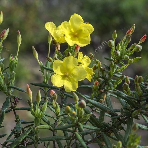 Cistus calycinus - Halimium calycinum Cistus calycinus - Halimium calycinum