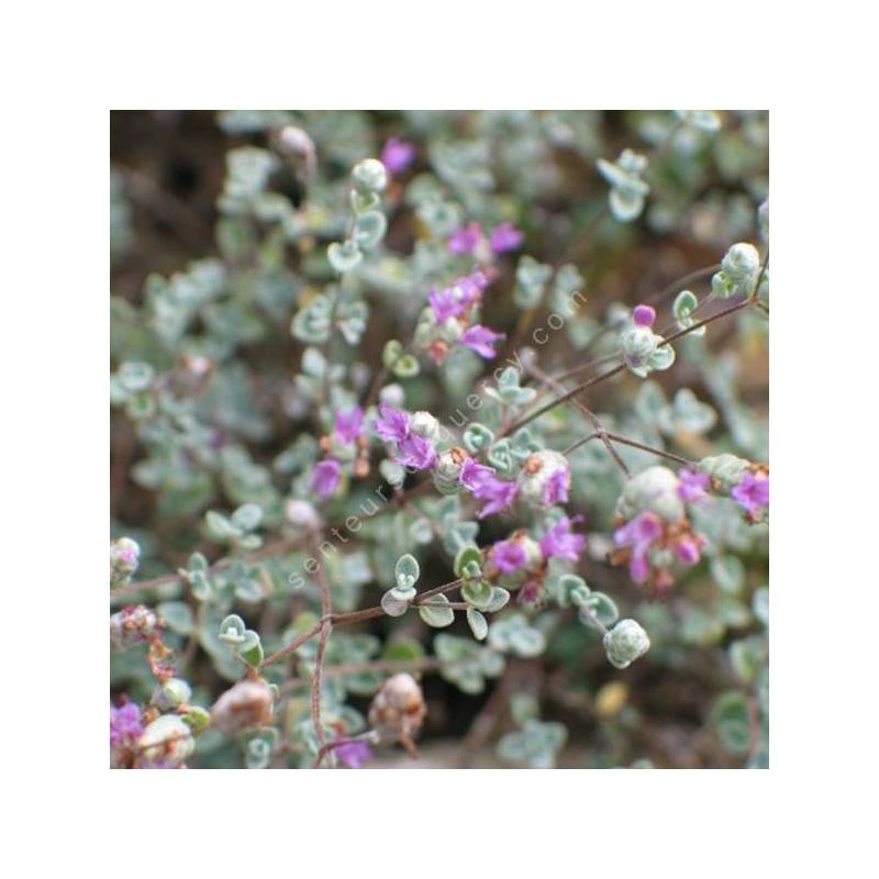 Origanum microphyllum - Origan à petites feuilles