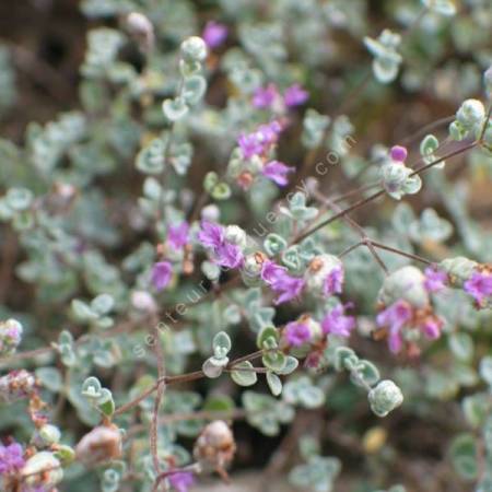 Origanum microphyllum - Origan à petites feuilles