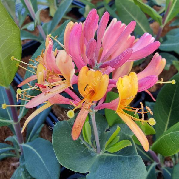 Lonicera x heckrotii 'Goldflame' - Chèvrefeuille grimpant Lonicera x heckrotii 'Goldflame' - Chèvrefeuille grimpant