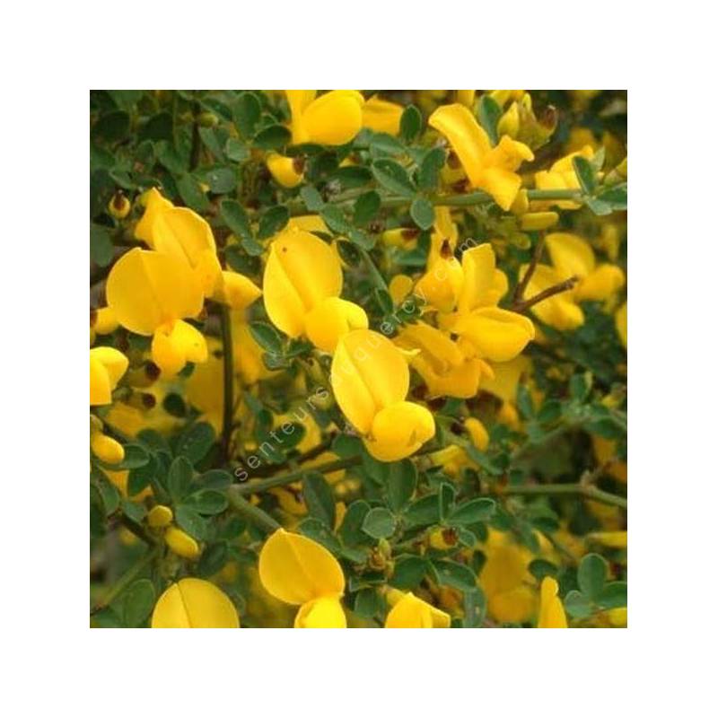 Calicotome spinosa - Cytise épineux