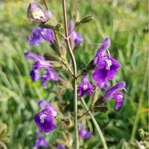 Salvia x candelabrum