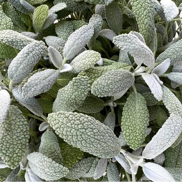 Salvia officinalis 'Flocon de Neige' - Sauge officinale grise Salvia officinalis 'Flocon de Neige' - Sauge officinale grise