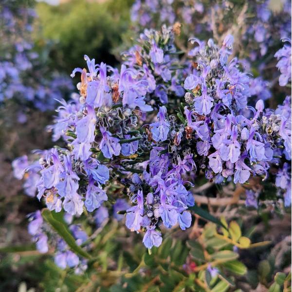 Rosmarinus officinalis 'Porto Conte' - Romarin prostré bleu foncé Rosmarinus officinalis 'Porto Conte' - Romarin prostré bleu foncé