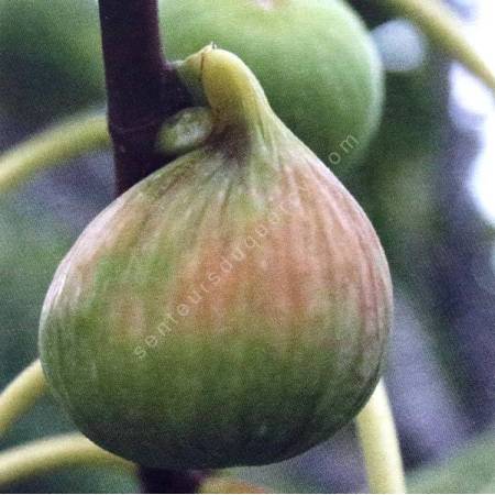 Figuier 'Sucrette' - Ficus carica
