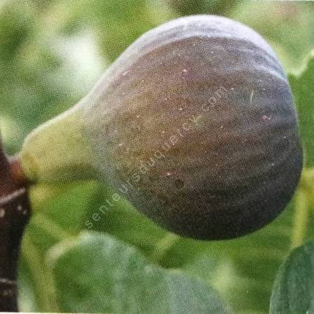 Figuier 'Col de Dame Gris' - Ficus carica