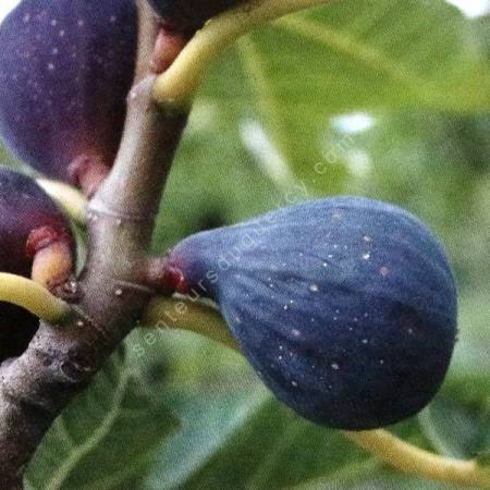 Figuier 'Négronne' - Ficus carica noir