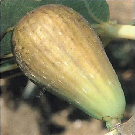 Figuier 'Brunswick' - Ficus carica