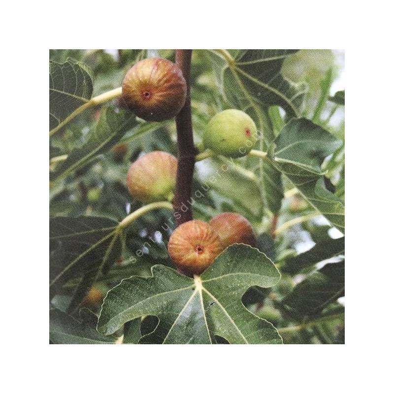 Figuier 'Dorée' - Ficus carica