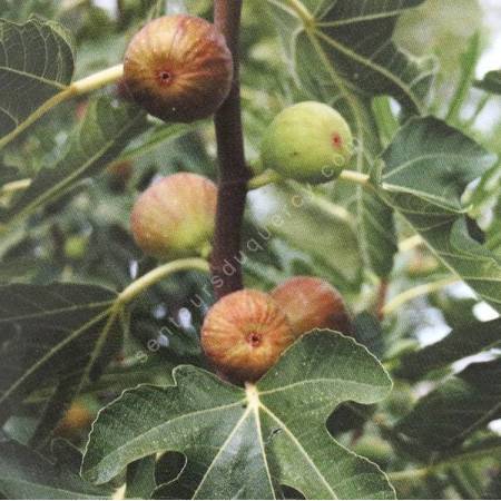 Figuier 'Dorée' - Ficus carica