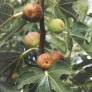 Figuier 'Dorée' - Ficus carica