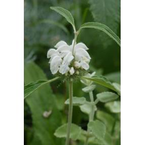 Phlomis anisodonta