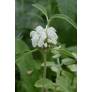 Phlomis anisodonta