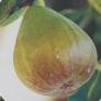 Figuier 'Dorée' - Ficus carica