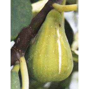 Figuier 'Dalmatie' - Ficus carica