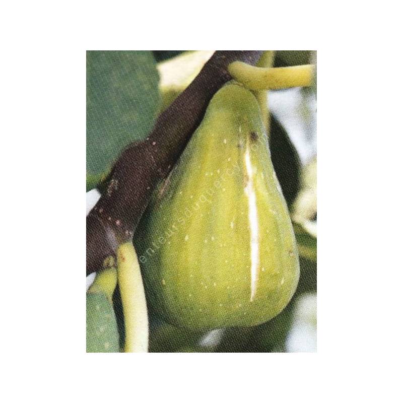 Figuier 'Dalmatie' - Ficus carica