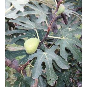 Figuier 'Dalmatie' - Ficus carica