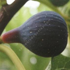 Figuier 'Col de Dame Noir' - Ficus carica