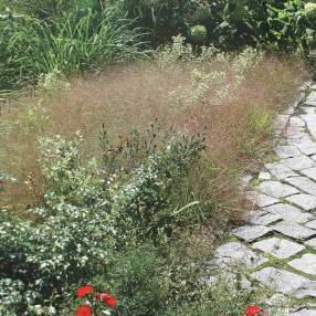 Eragrostis spectabilis - Herbe d'amour des sables