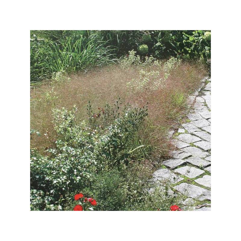 Eragrostis spectabilis Herbe d’amour pourpre